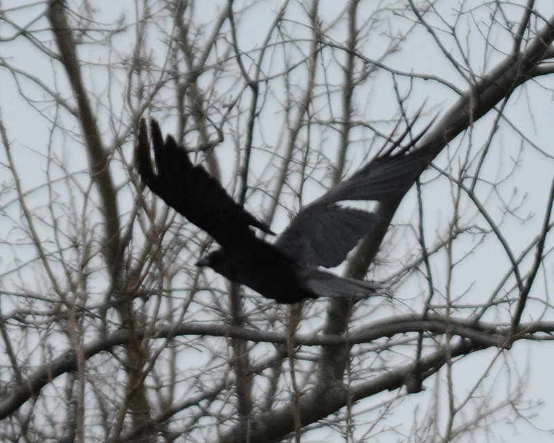 American Crow