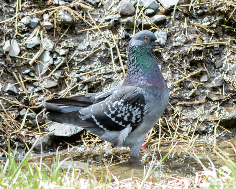 Rock Pigeon