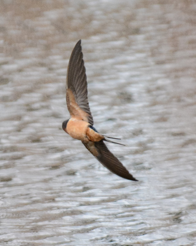 Barn Swallow