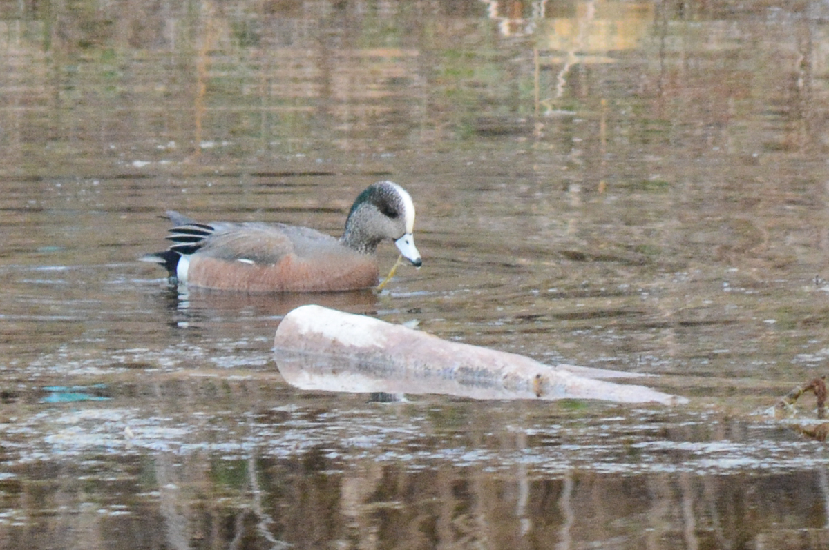 American Wigeon