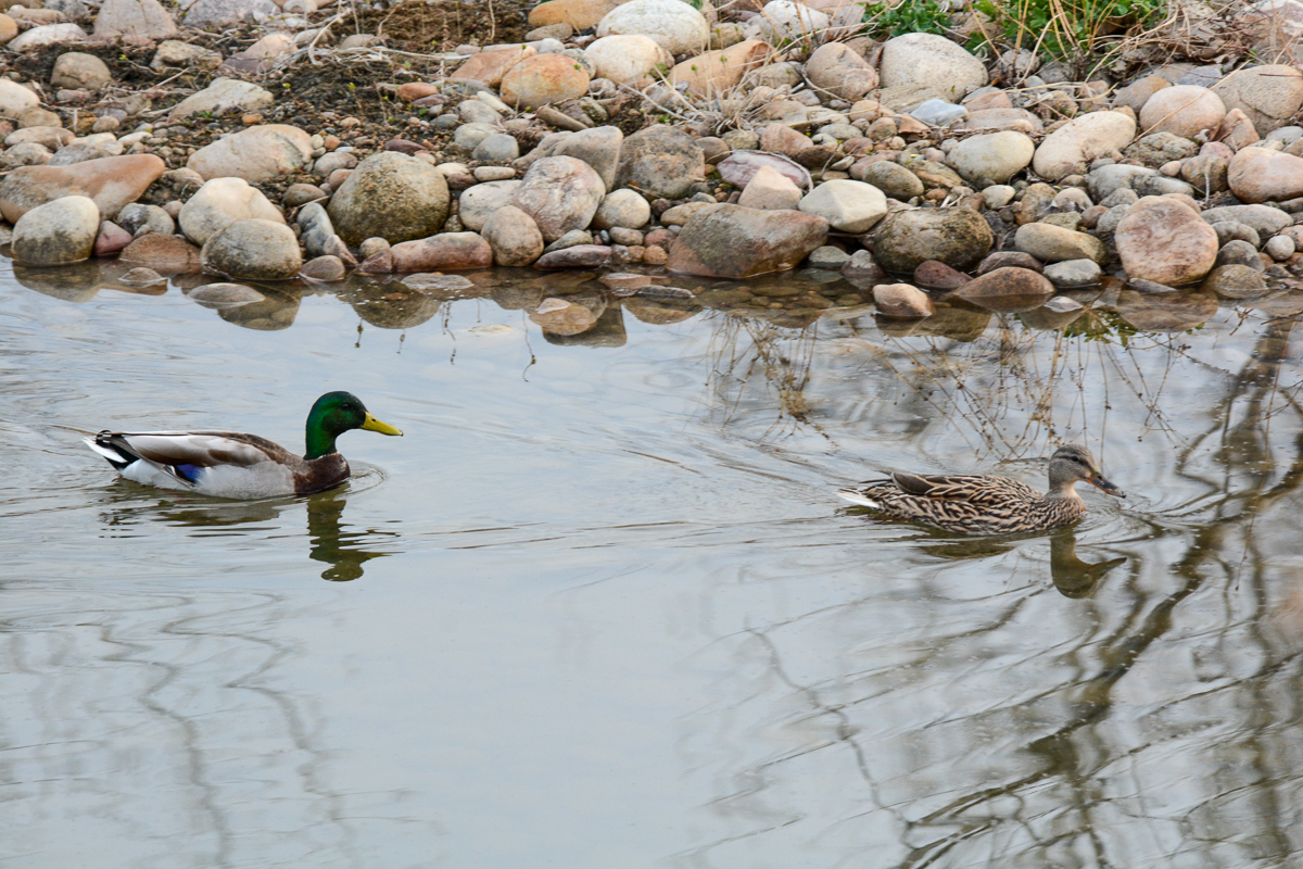Mallard