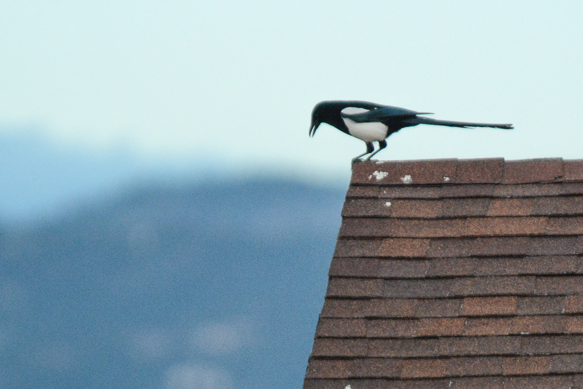 Black-billed Magpie