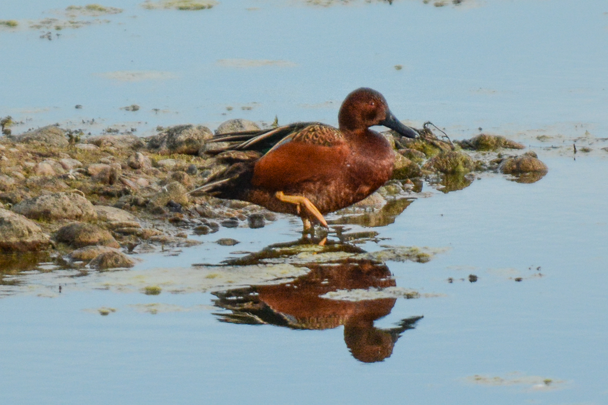 Cinnamon Teal