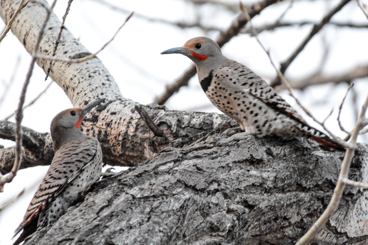 Northern Flicker