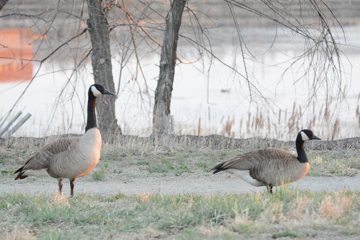 Canada Goose