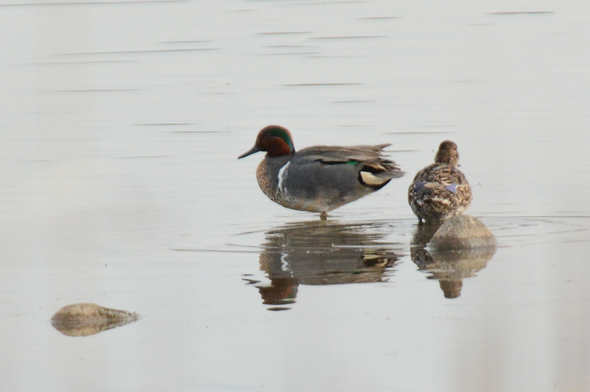 Green-winged Teal