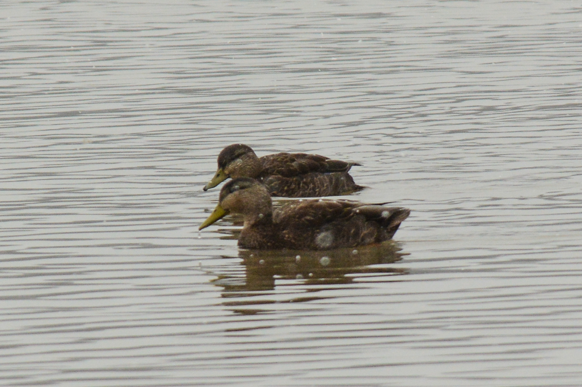American Black Duck