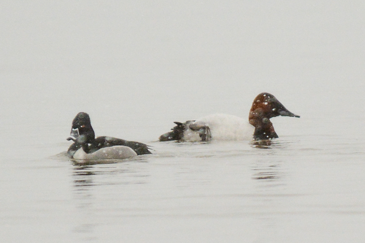 Ring-necked Duck and Canvasback