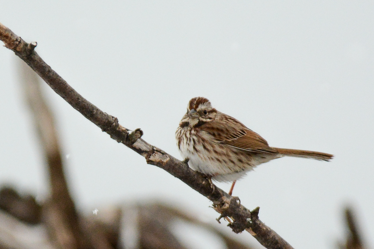 Song Sparrow