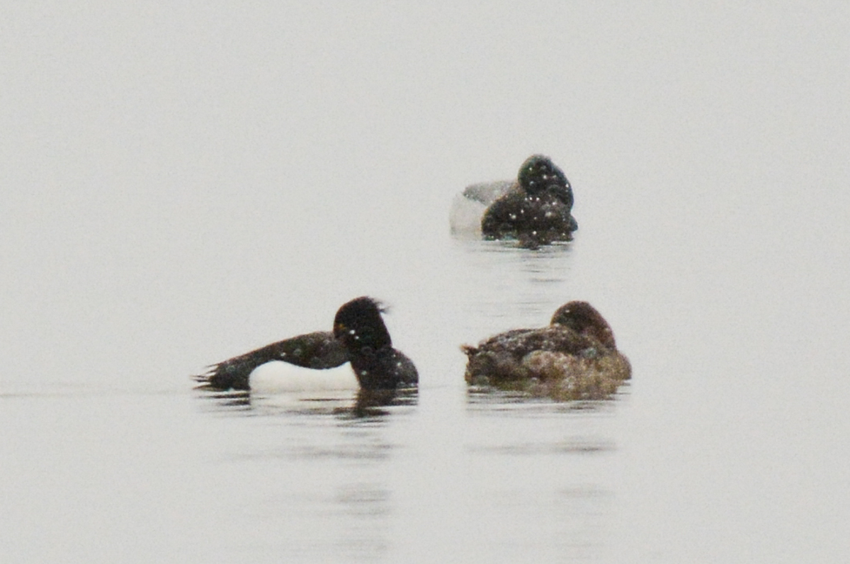 Tufted Duck