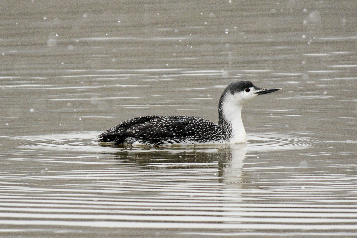 Red-throated Loon