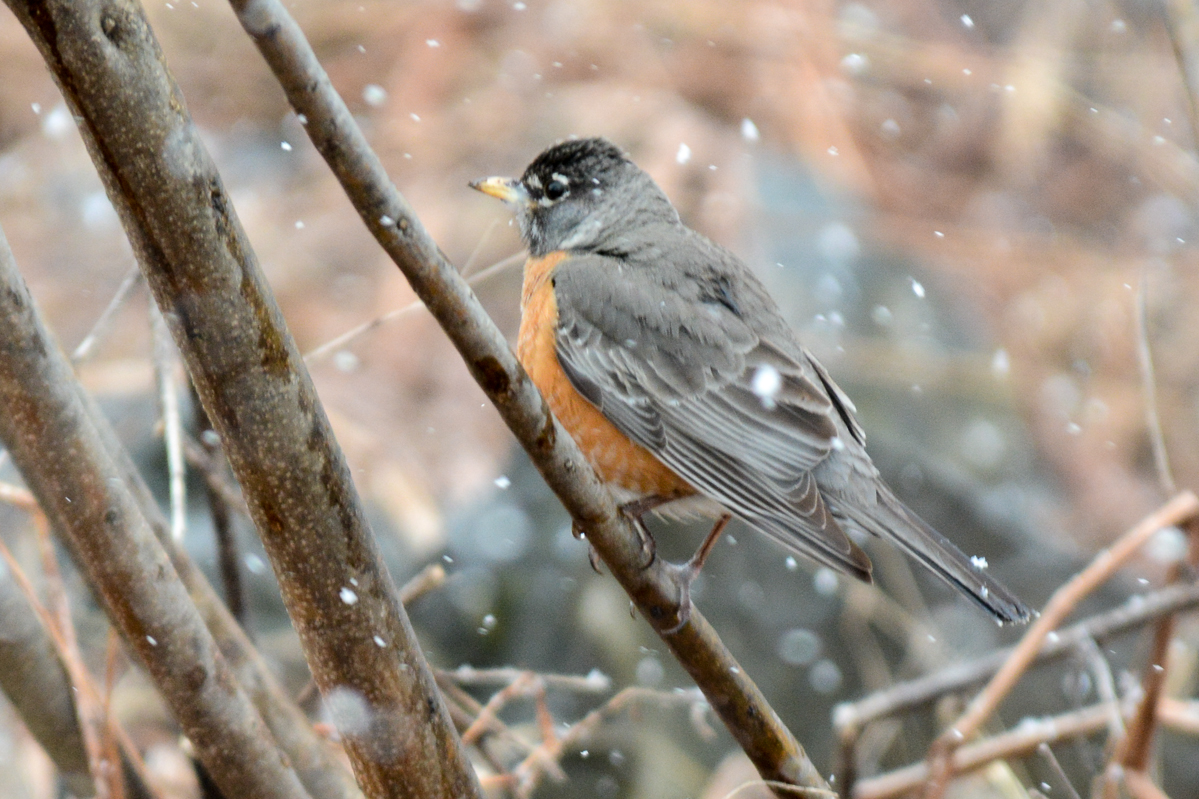 American Robin