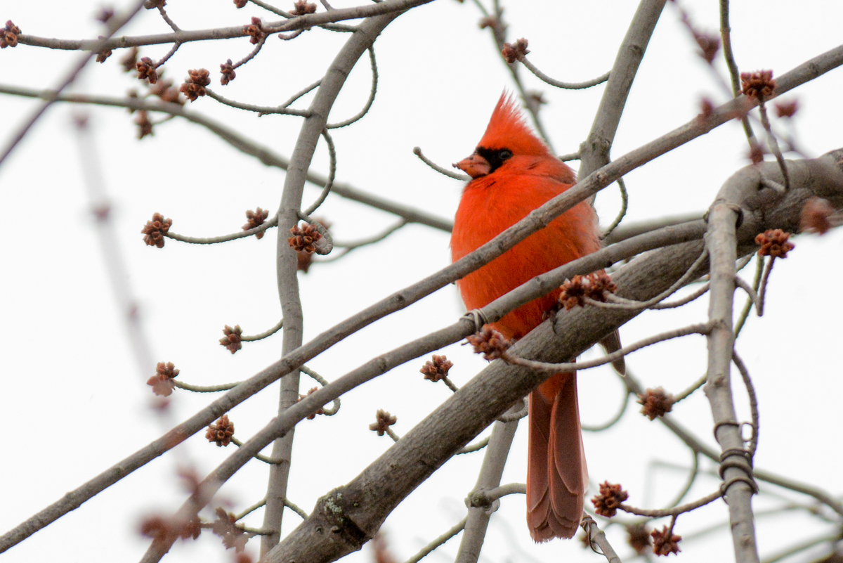 Northern Cardinal