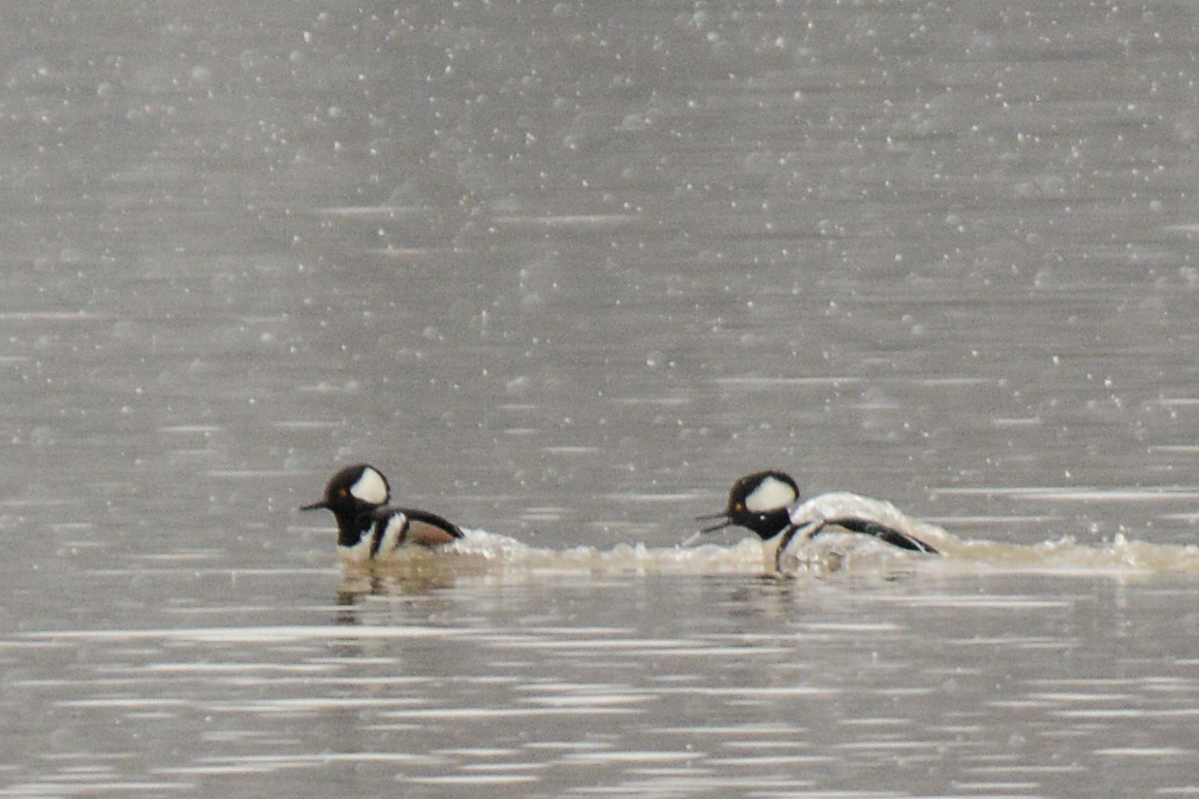 Hooded Merganser