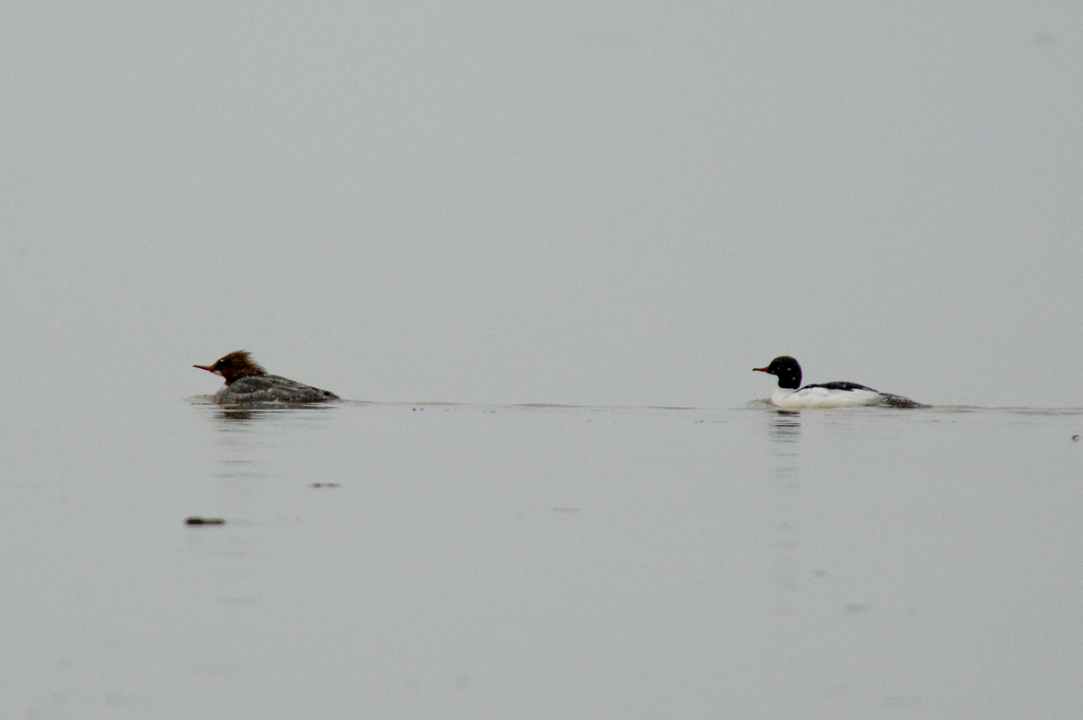 Common Merganser