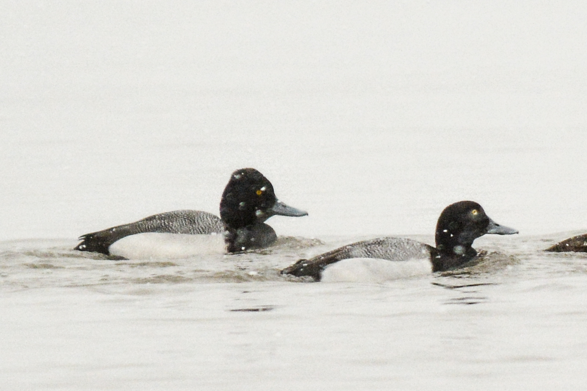 Scaup