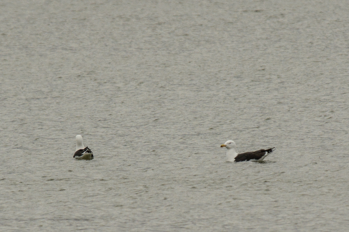 Great Black-backed Gull