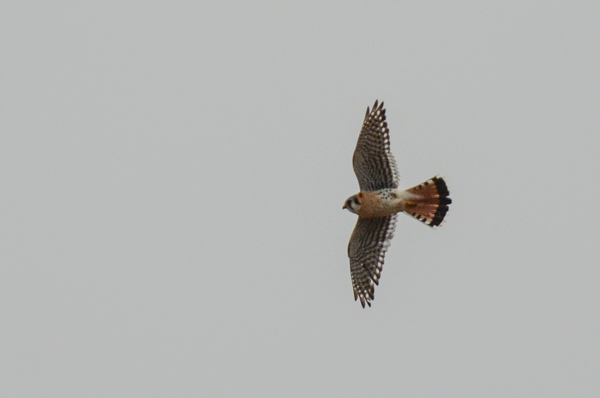 American Kestrel