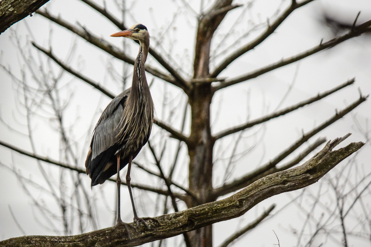 Great Blue Heron