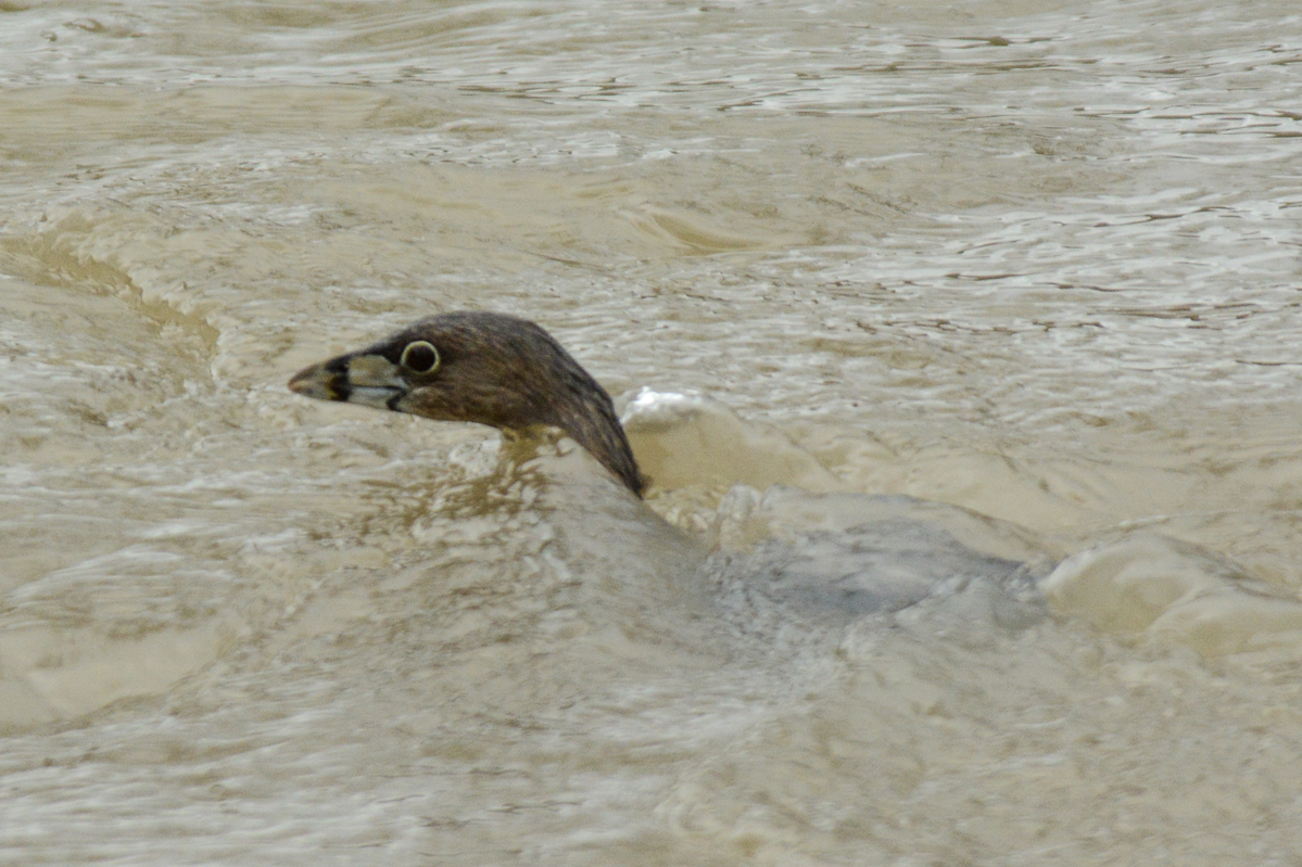Pied-billed Grebe