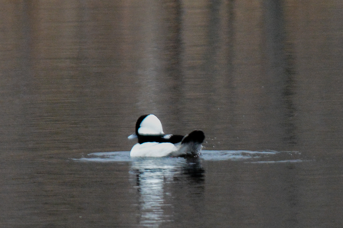 Bufflehead