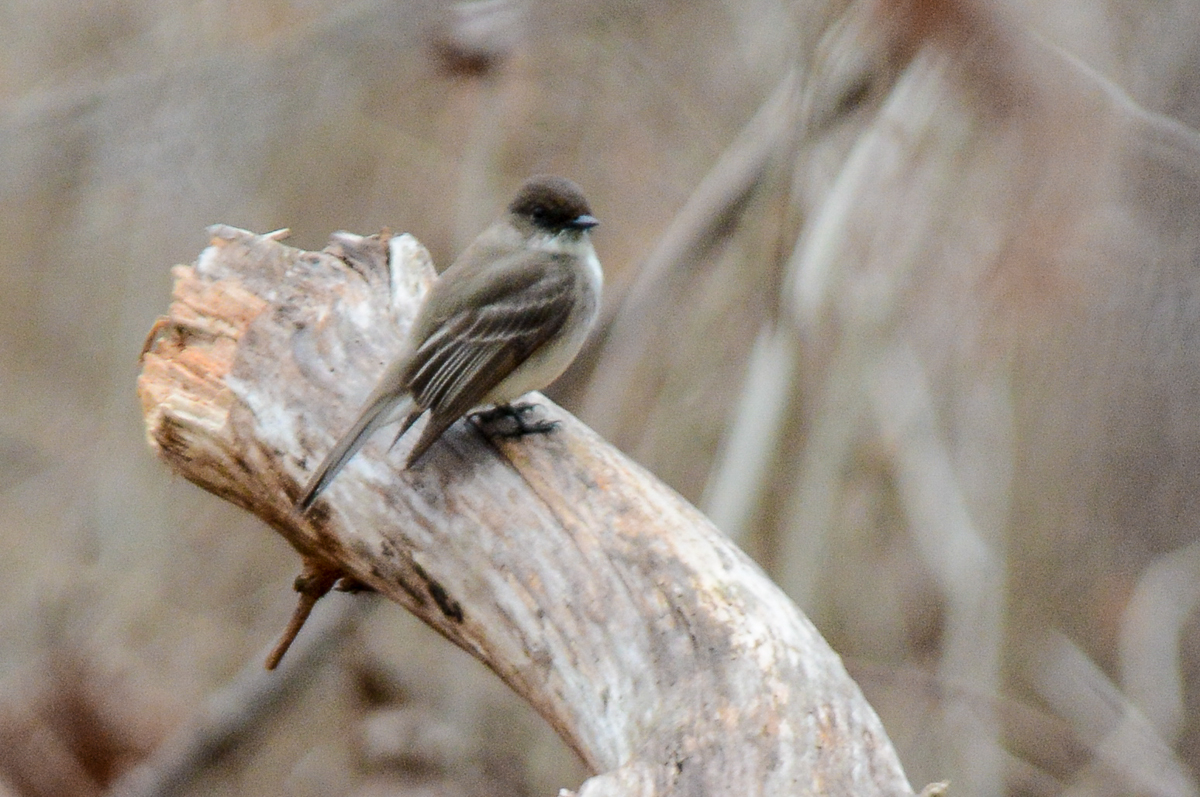 Eastern Phoebe