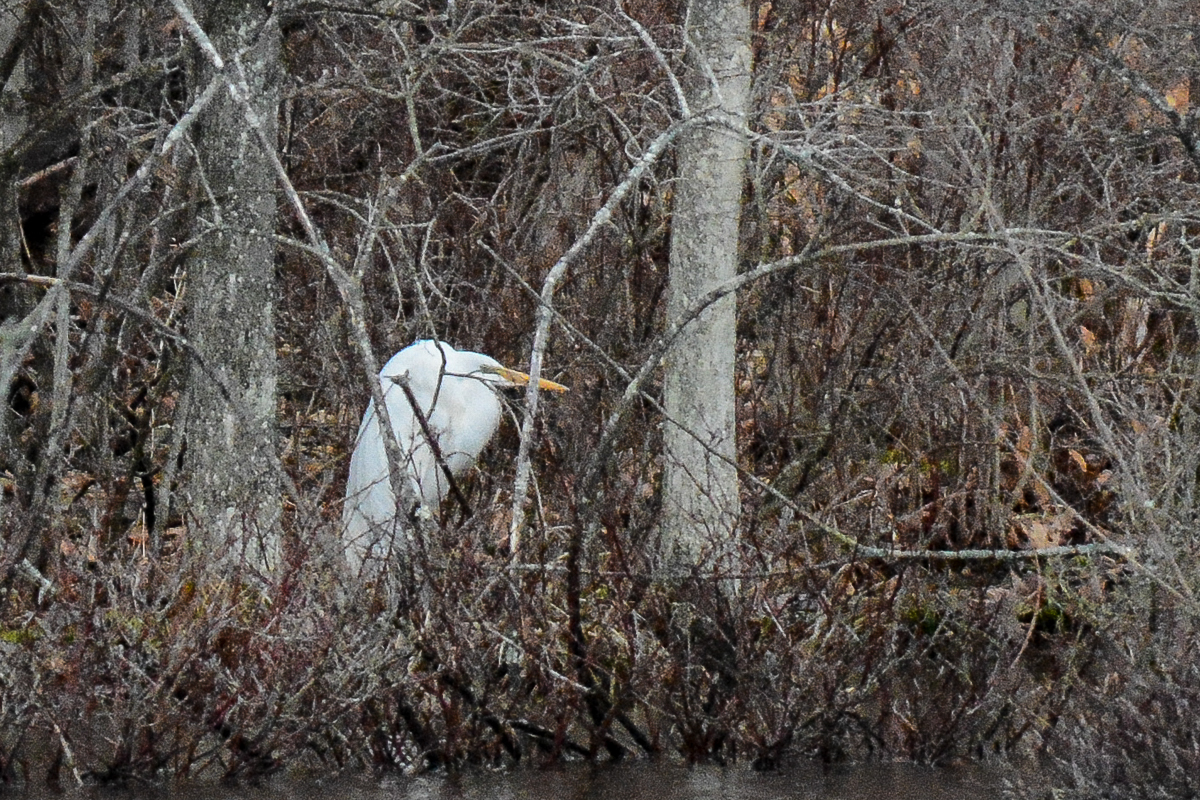 Great Egret
