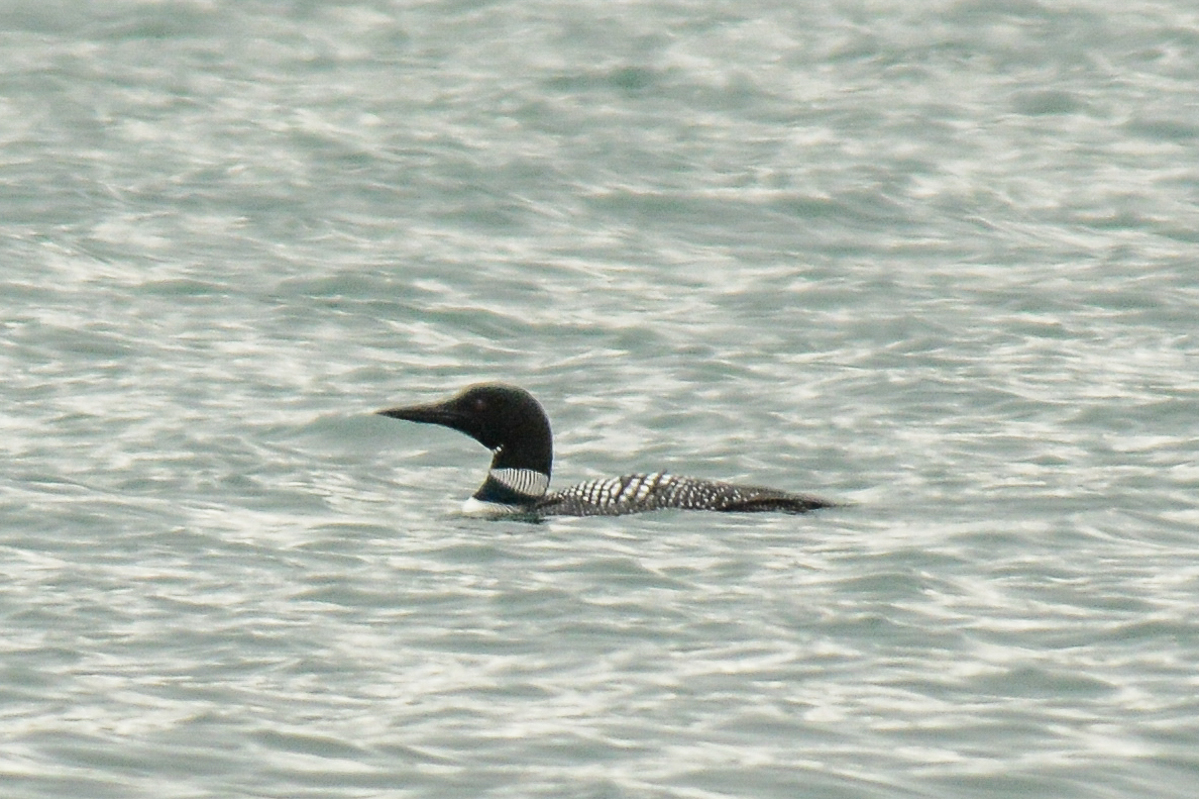 Common Loon