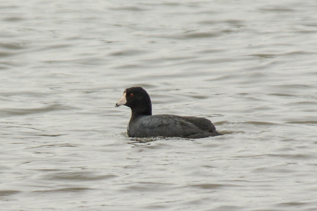 American Coot 