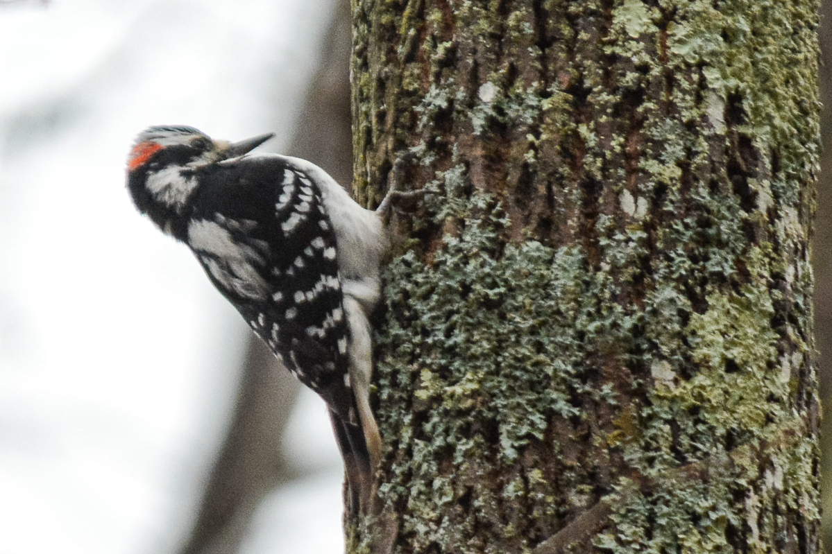 Hairy Woodpecker
