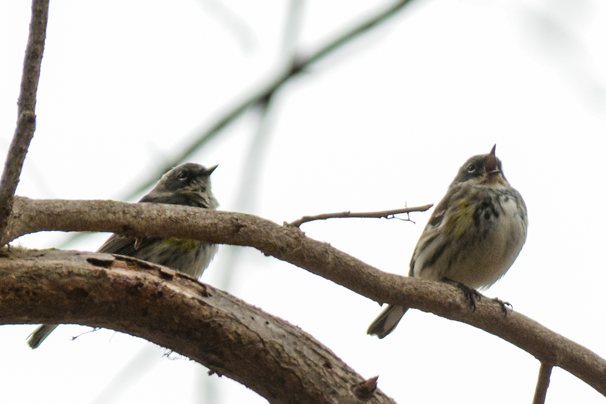 Yellow-rumped Warbler