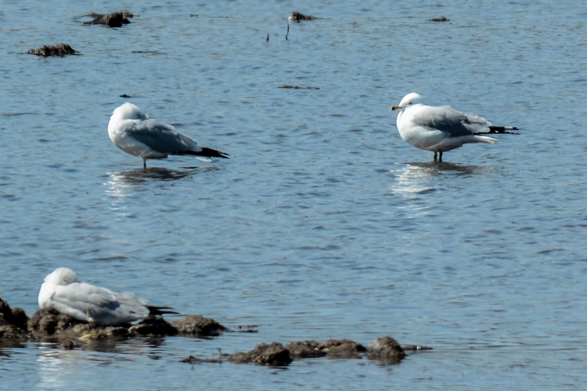 Ring-billed Gull