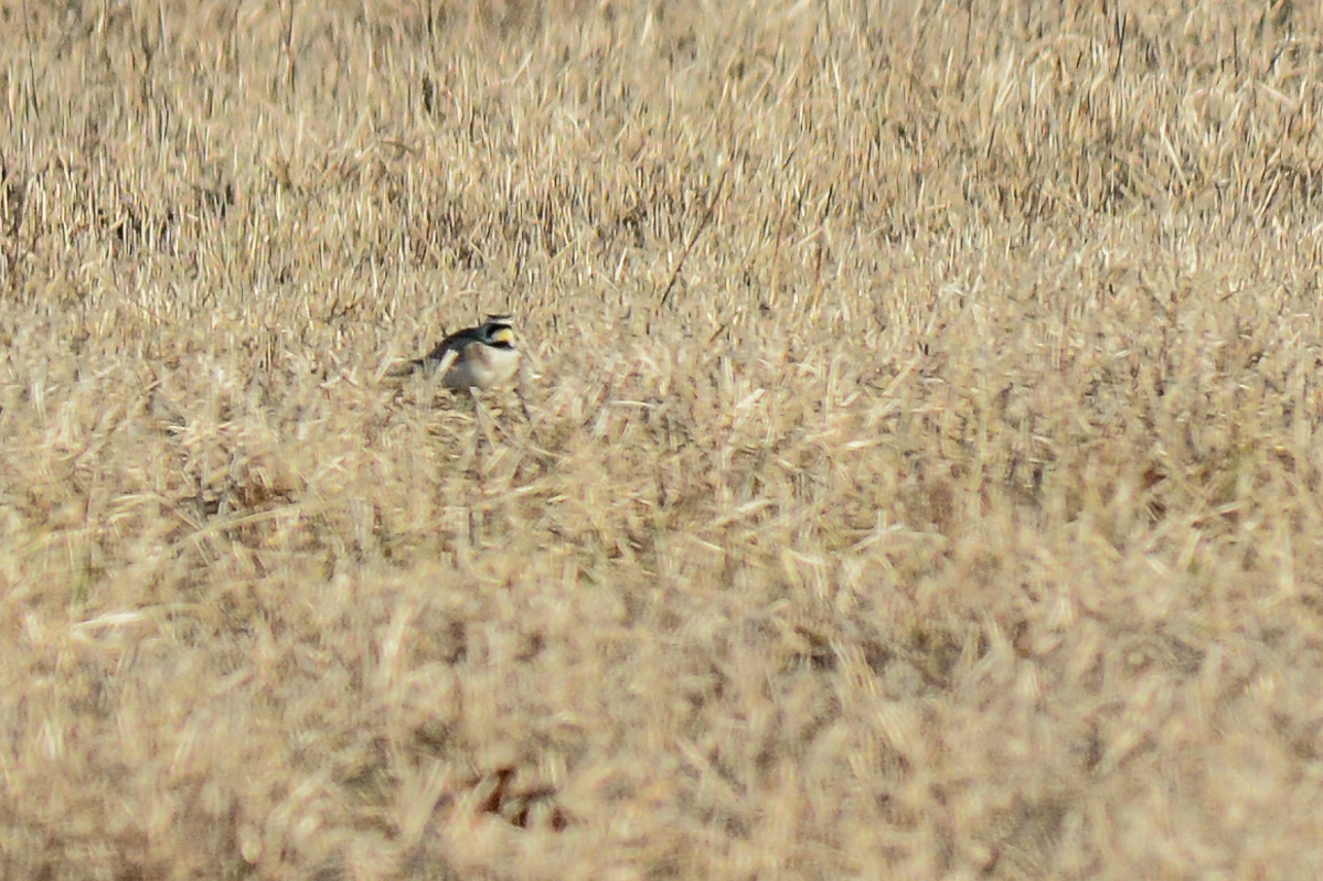 Horned Lark