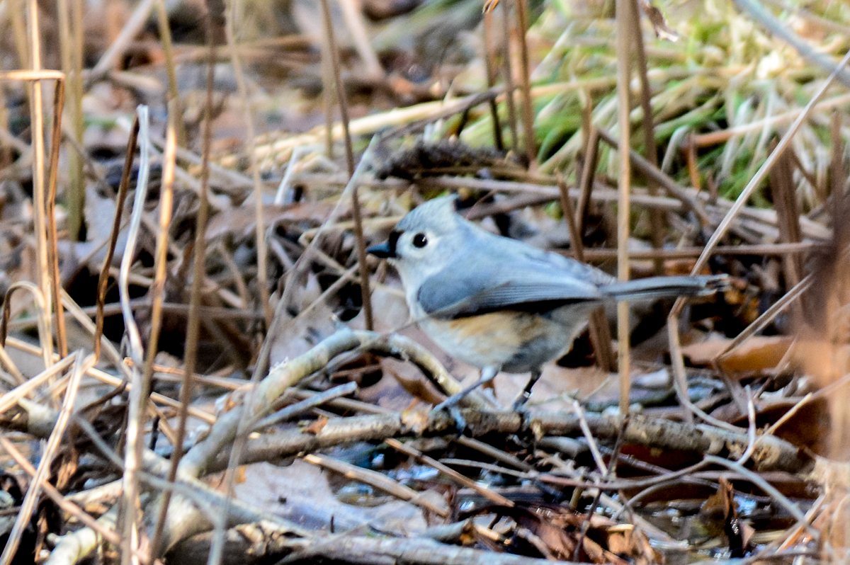 Tufted Titmouse