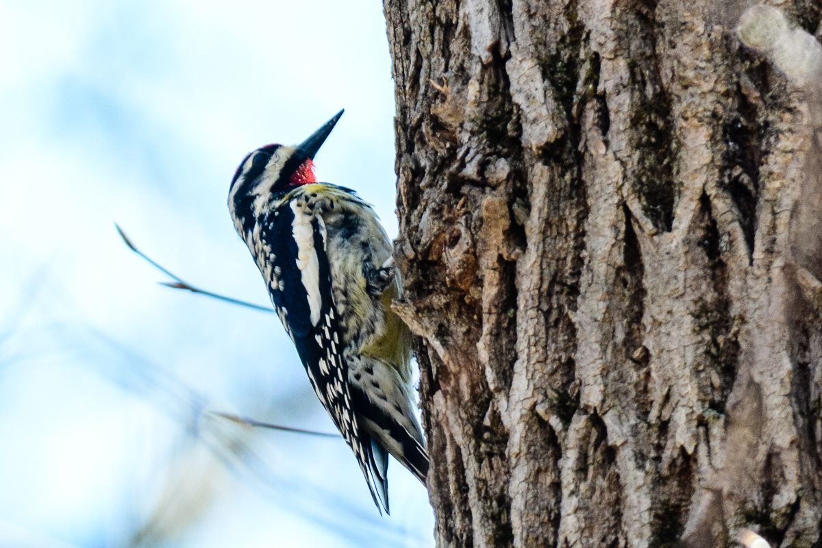 Yellow-bellied Sapsucker