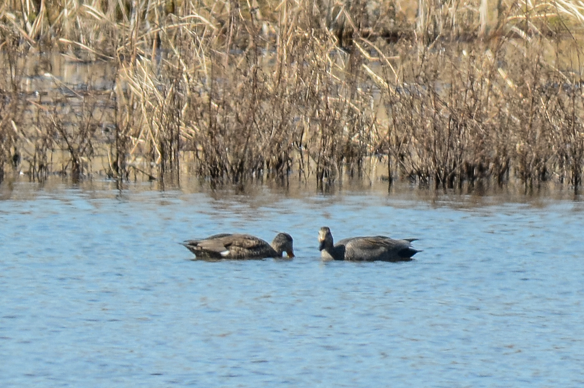 Gadwall