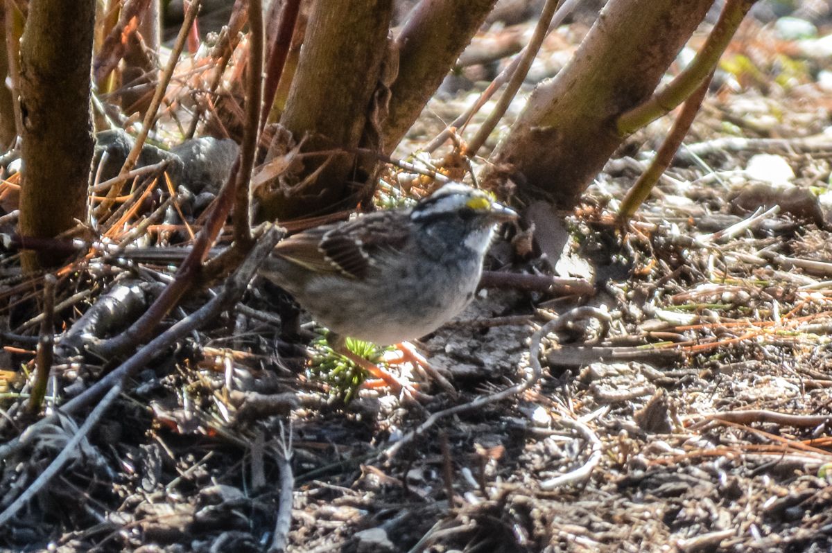 White-throated Sparrow