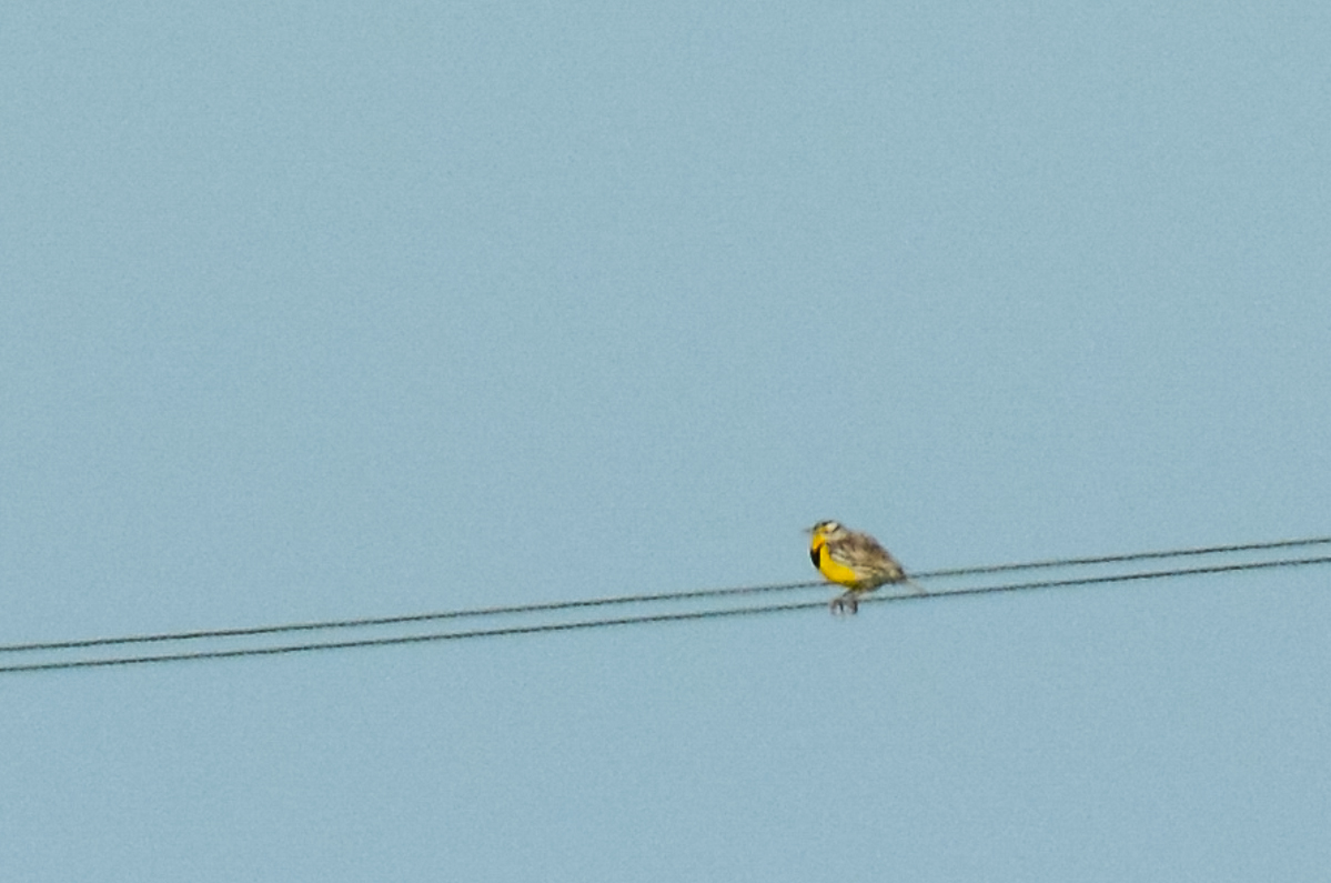 Eastern Meadowlark