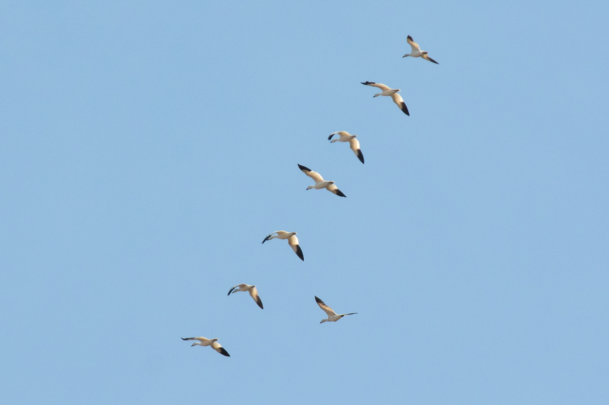 Snow Goose