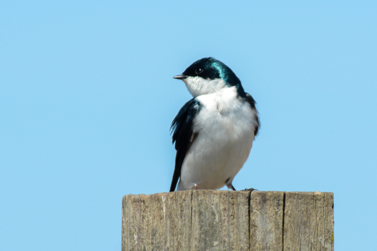 Tree Swallow