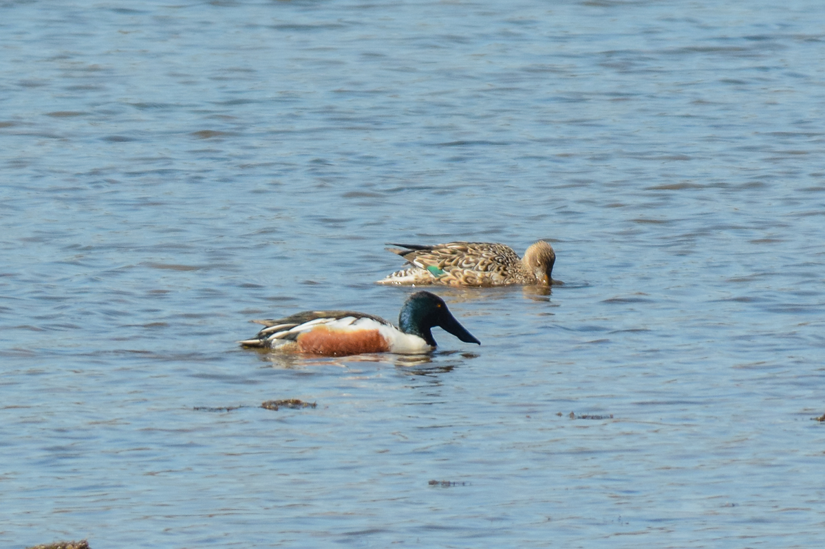 Northern Shoveler