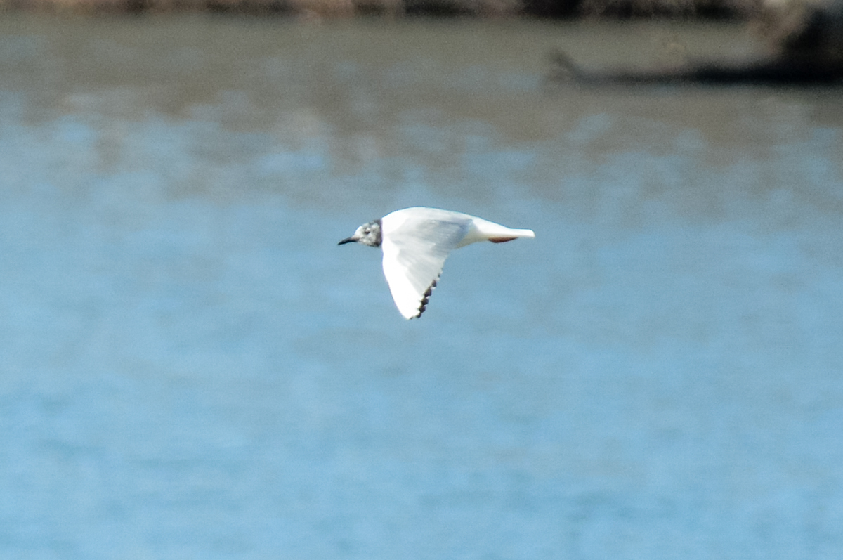 Bonapartes Gull