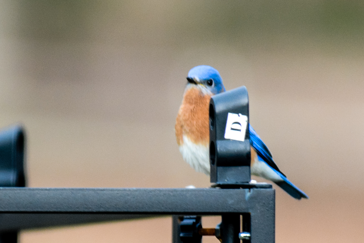 Eastern Bluebird