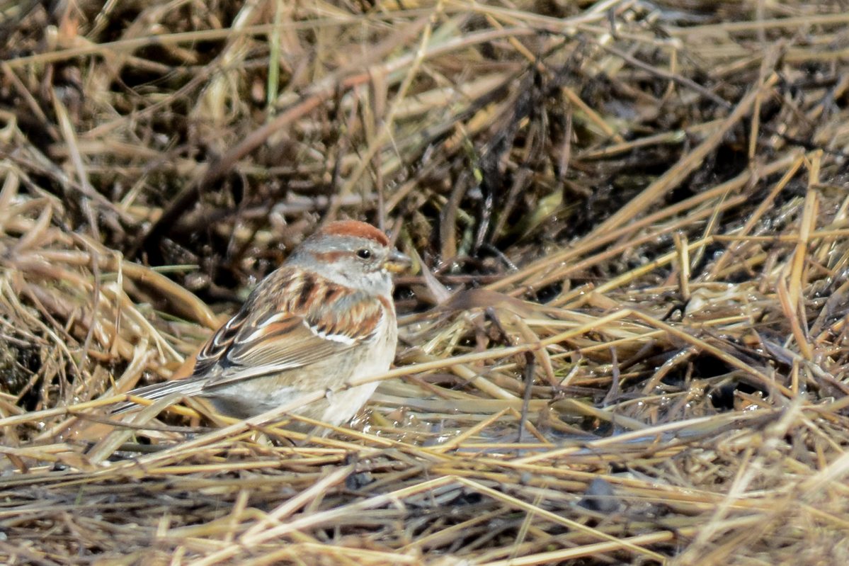 American Tree Sparrow