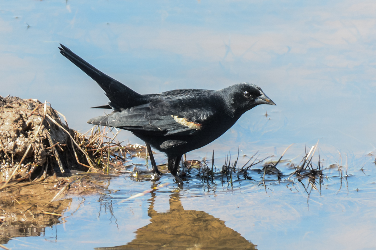 Red-winged Blackbird