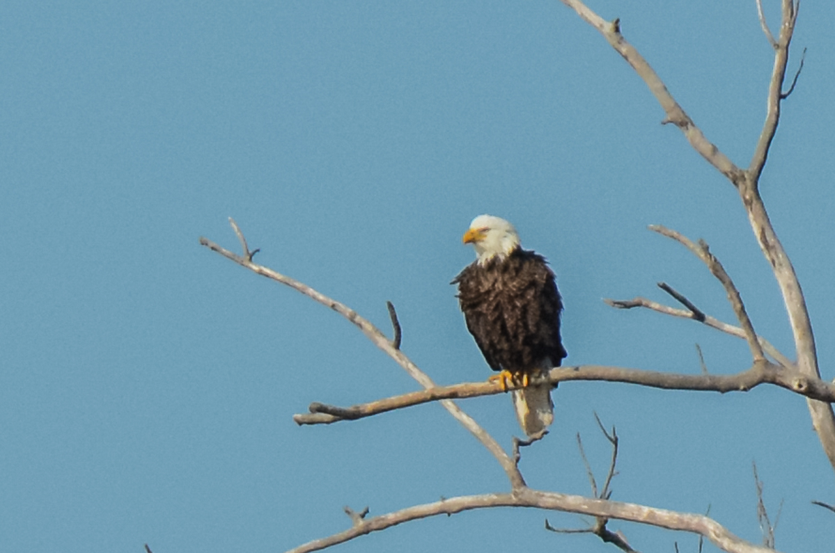 Bald Eagle