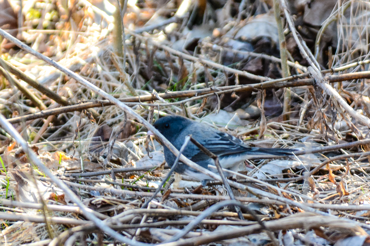 Dark-eyed Junco