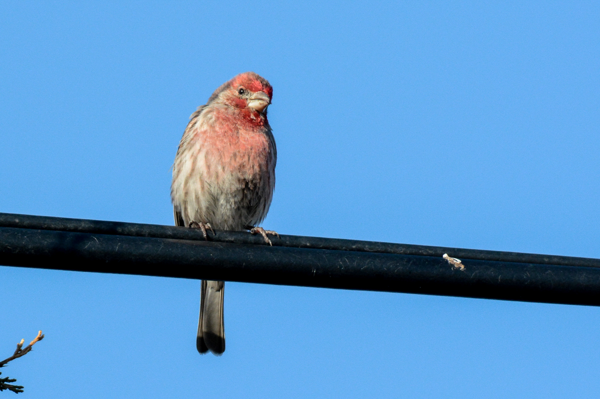 House Finch