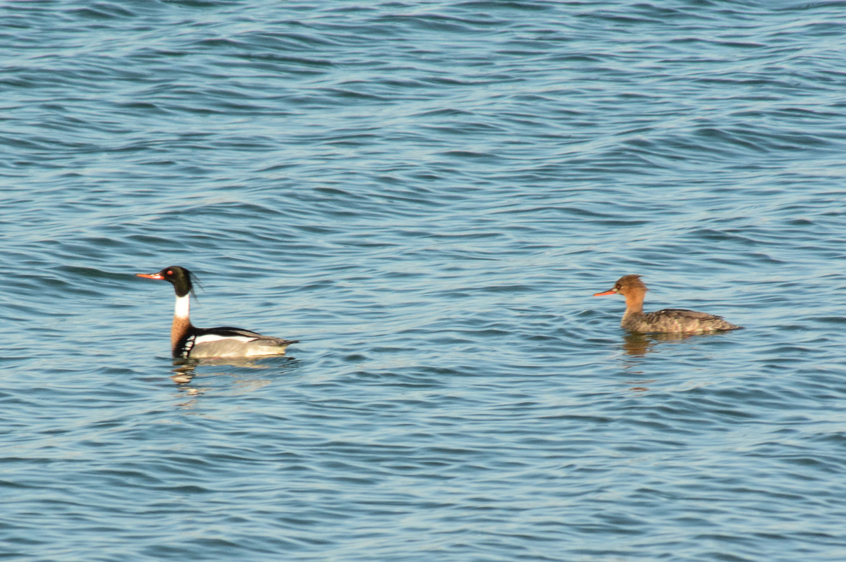 Red-breasted Merganser