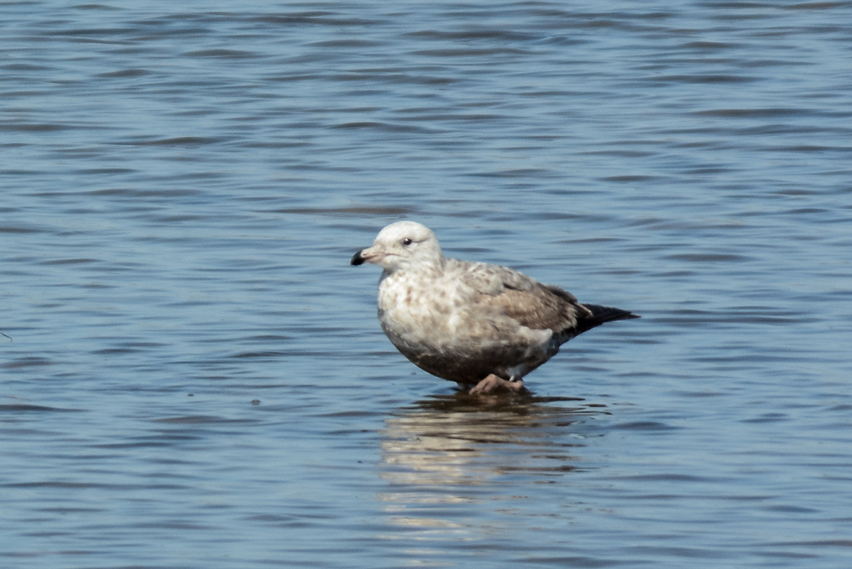 Herring Gull